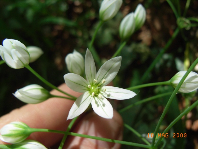 Liliacea - Allium pendulinum